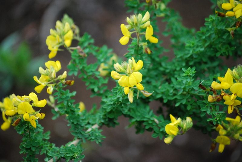 Adenocarpus foliolosus, photographed by Mirela