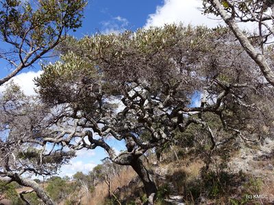 Sarcolaena oblongifolia, photographed by Romer N. Rabarijaona