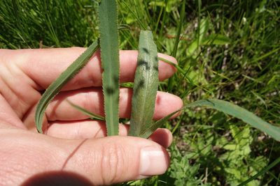 Falcaria vulgaris, photographed by Aleksei Baushev