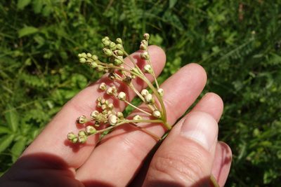 Filipendula vulgaris, photographed by Aleksei Baushev
