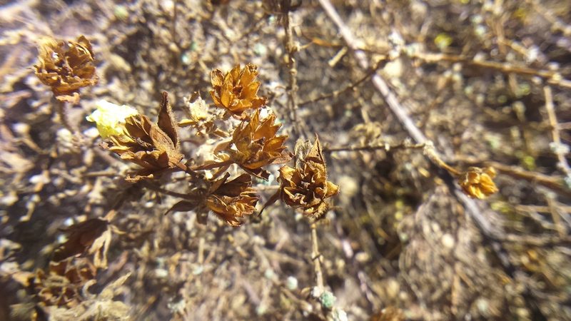 Balbisia verticillata, photographed by cstobie