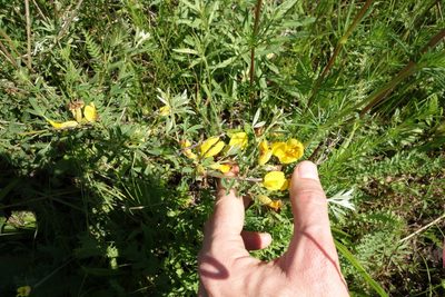 Chamaecytisus ruthenicus, photographed by Aleksei Baushev