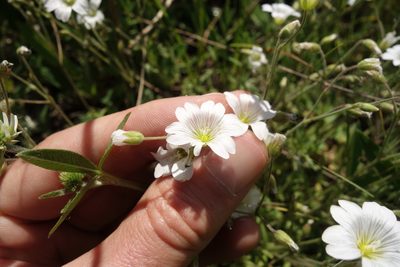 Cerastium arvense, photographed by Aleksei Baushev
