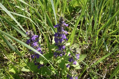 Ajuga genevensis, photographed by Aleksei Baushev