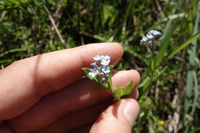 Myosotis arvensis, photographed by Aleksei Baushev