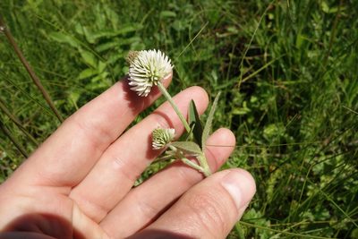Trifolium montanum, photographed by Aleksei Baushev