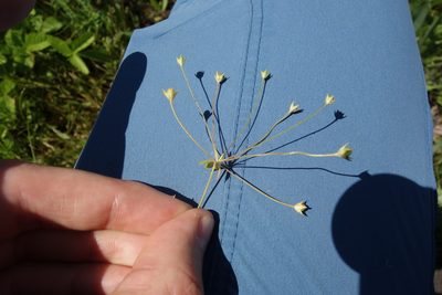 Androsace elongata, photographed by Aleksei Baushev