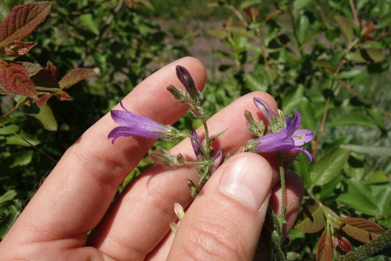 Campanula sibirica, photographed by Aleksei Baushev