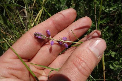 Polygala comosa, photographed by Aleksei Baushev