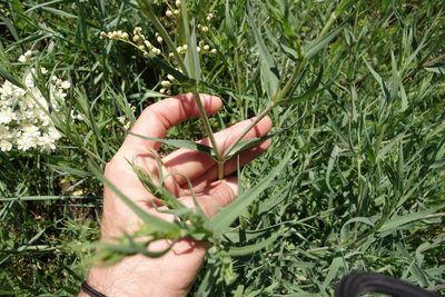 Gypsophila paniculata, photographed by Aleksei Baushev