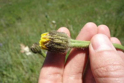 Hypochaeris maculata, photographed by Aleksei Baushev