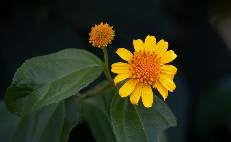 Tilesia baccata, photographed by w_endo