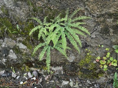 Adiantum aleuticum, photographed by Jens-Christian Svenning