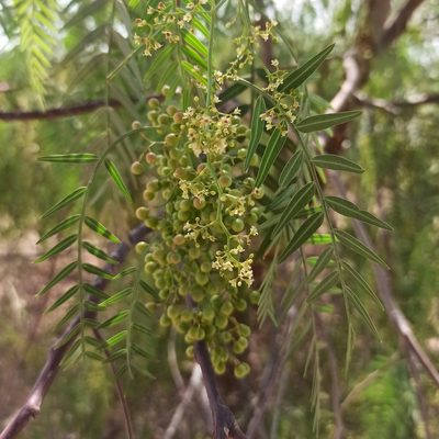 Schinus molle, photographed by Juan Carlos Fonseca Mata