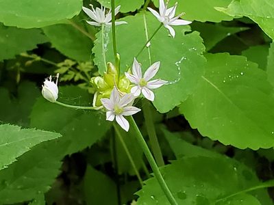 Allium canadense, photographed by Craig Martin