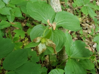 Trillium grandiflorum, photographed by Craig Martin