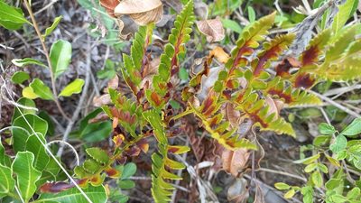 Rumohra adiantiformis, photographed by JG