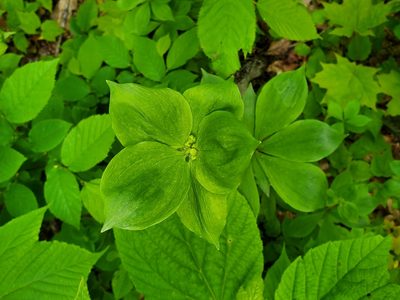 Medeola virginiana, photographed by Damien Mullin