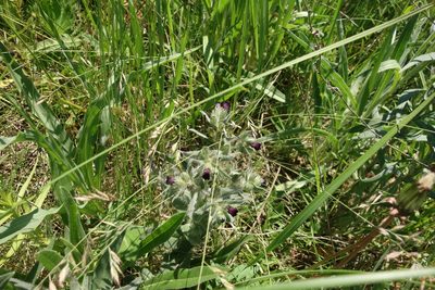 Nonea pulla, photographed by Aleksei Baushev