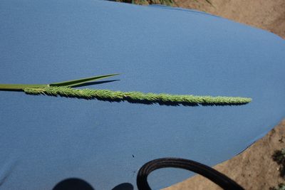 Phleum phleoides, photographed by Aleksei Baushev