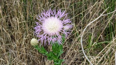 Plectocephalus americanus