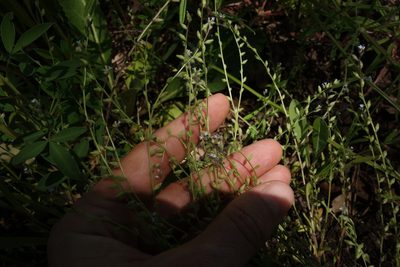 Myosotis stricta, photographed by Aleksei Baushev