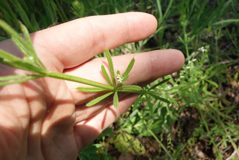 Galium aparine, photographed by Aleksei Baushev