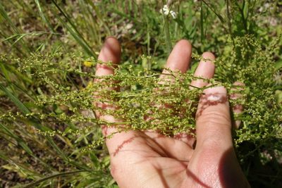 Rumex acetosella, photographed by Aleksei Baushev