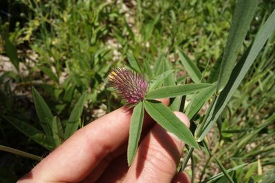 Trifolium alpestre, photographed by Aleksei Baushev