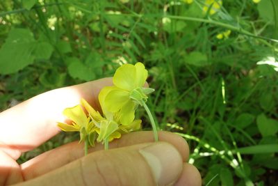 Ranunculus illyricus, photographed by Aleksei Baushev