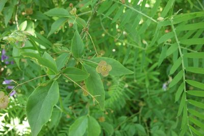 Euonymus verrucosus, photographed by Aleksei Baushev