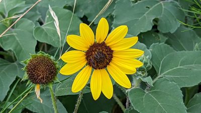 Helianthus annuus, photographed by Chris Hughes