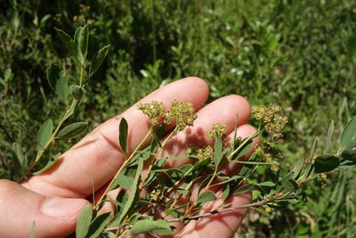 Spiraea crenata, photographed by Aleksei Baushev