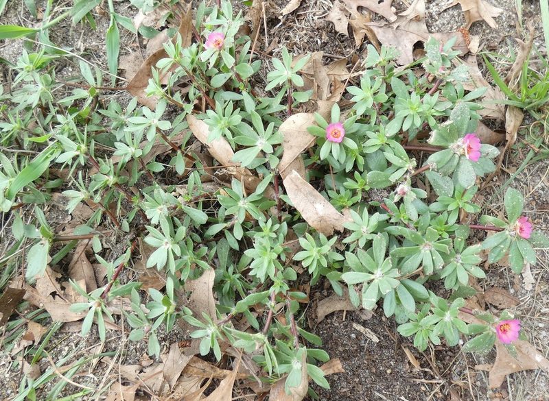 Portulaca amilis, photographed by kcthetc1