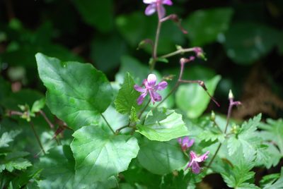 Geranium reuteri, photographed by Mirela