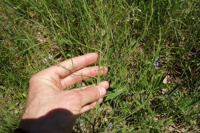 Asparagus officinalis, photographed by Aleksei Baushev