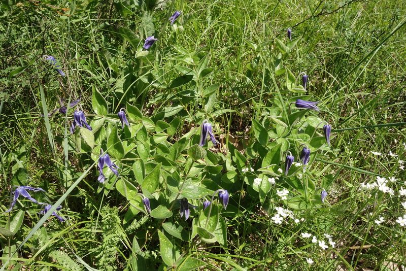 Clematis integrifolia, photographed by Aleksei Baushev