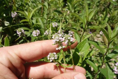 Thymus pannonicus, photographed by Aleksei Baushev