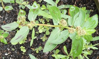 Euphorbia hirta, photographed by kcthetc1