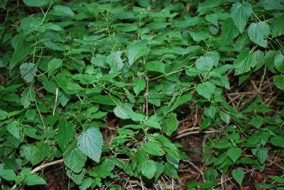 Urtica morifolia, photographed by Mirela