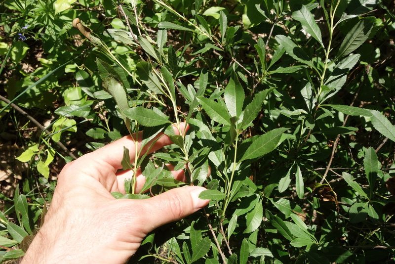 Prunus tenella, photographed by Aleksei Baushev