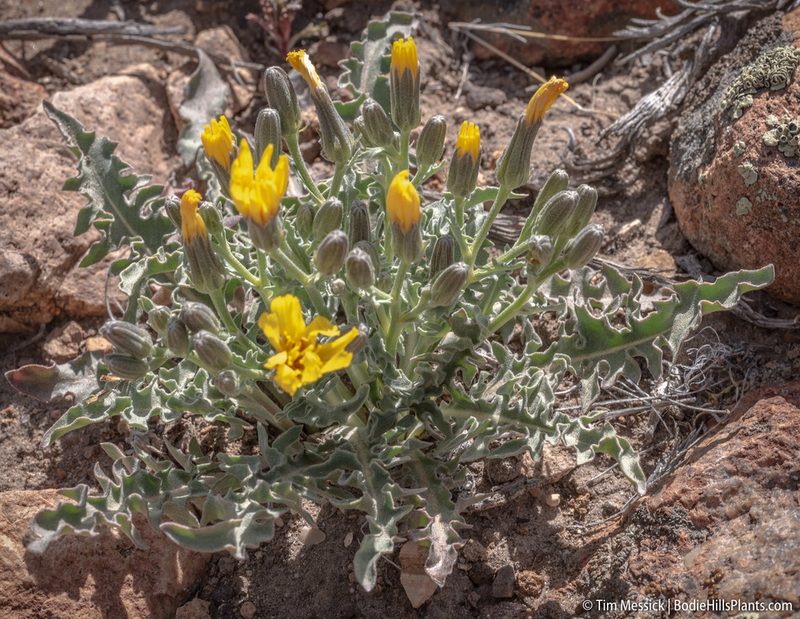 Crepis occidentalis, photographed by Tim Messick