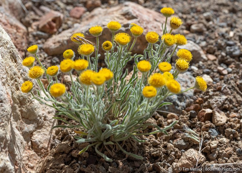 Erigeron aphanactis, photographed by Tim Messick