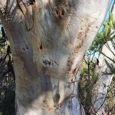 Eucalyptus racemosa, photographed by ronavery
