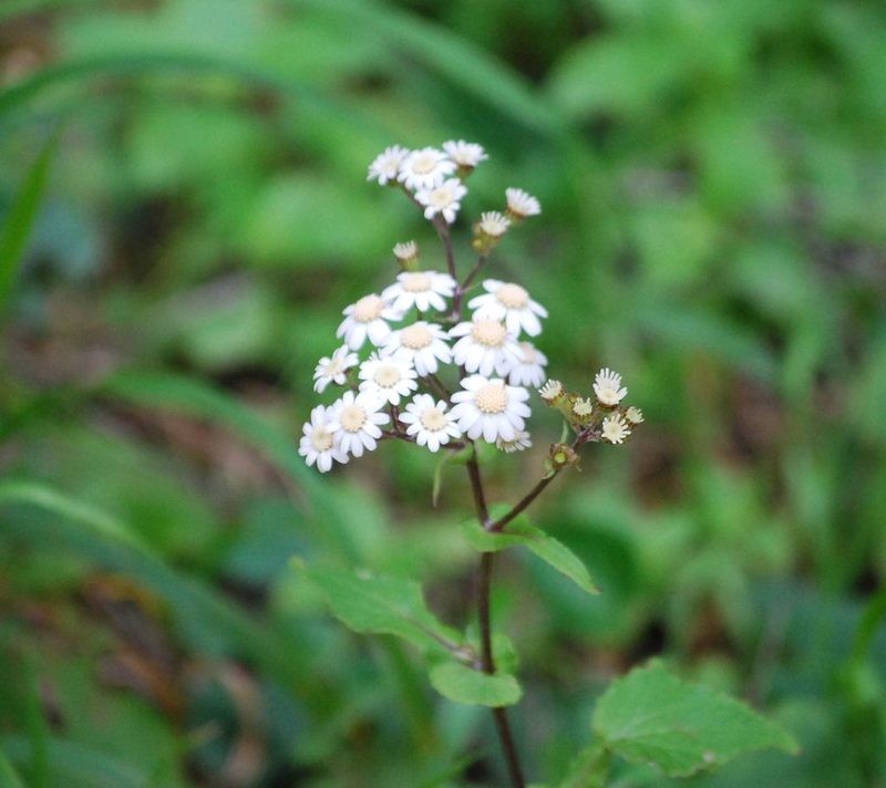Pericallis steetzii, photographed by Mirela