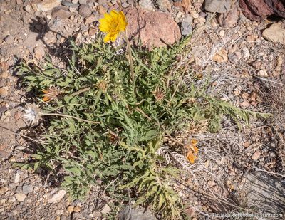 Balsamorhiza hookeri