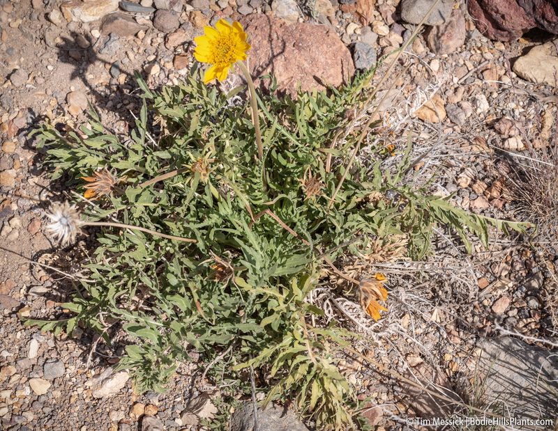 Balsamorhiza hookeri, photographed by Tim Messick