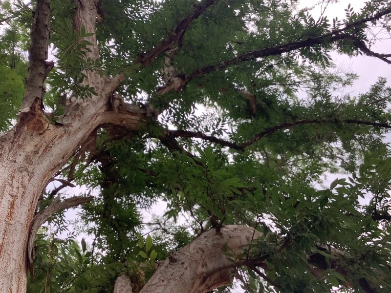 Ulmus parvifolia, photographed by ALLIE BORGMEYER