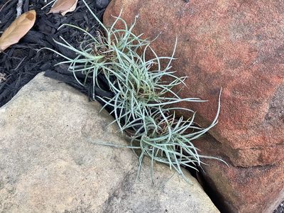Tillandsia recurvata, photographed by ALLIE BORGMEYER