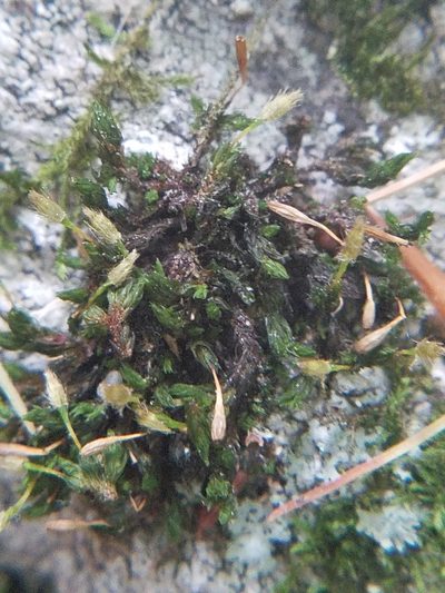 Ulota hutchinsiae, photographed by Micki Colbeck